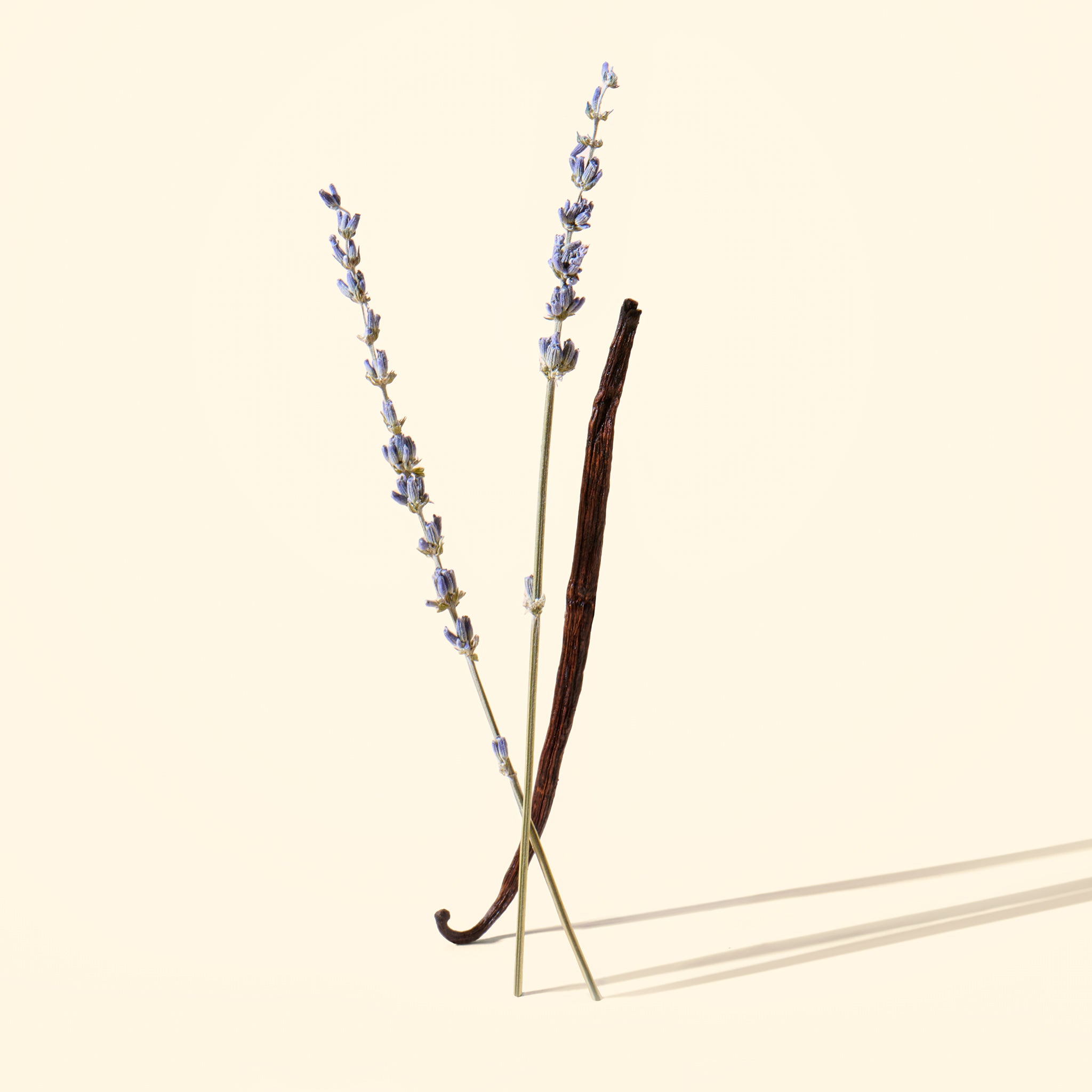 Vanilla bean and lavender on a beige background