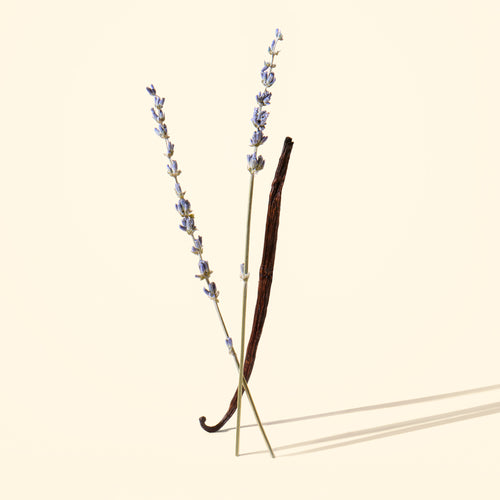 Vanilla bean and lavender on a beige background